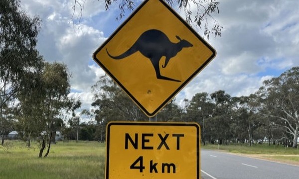 Kangaroo crossing.