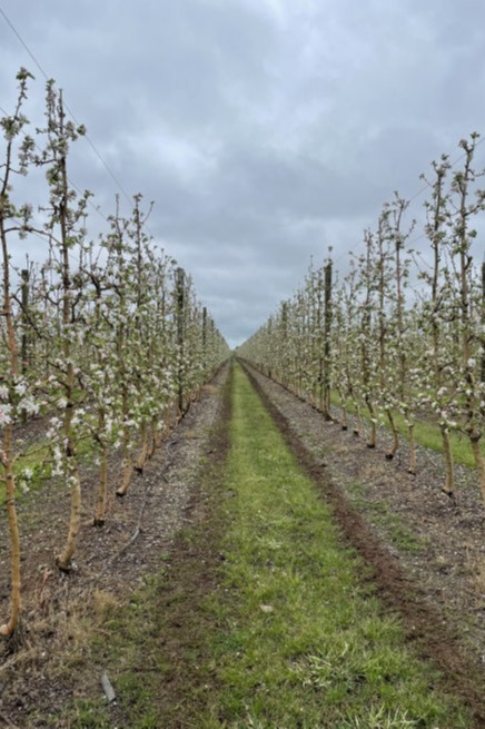 Apple orchard.