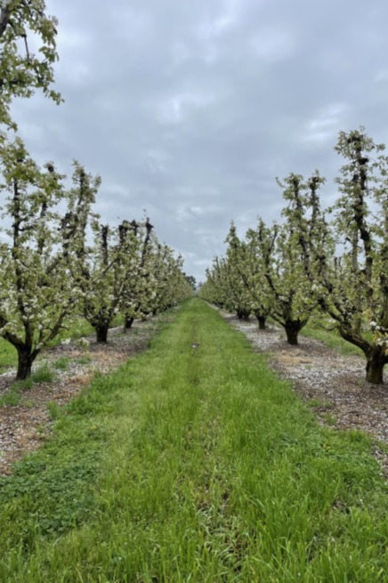 Pear orchard.
