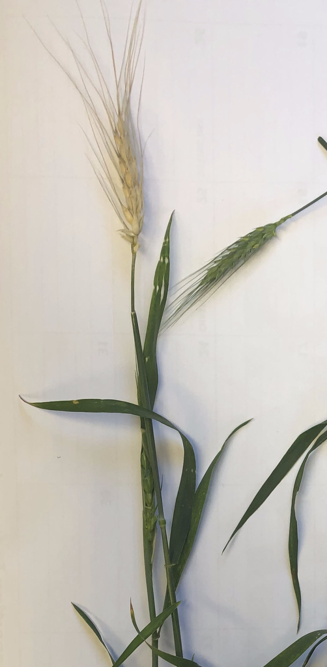 Wheat Stem Maggot Damage